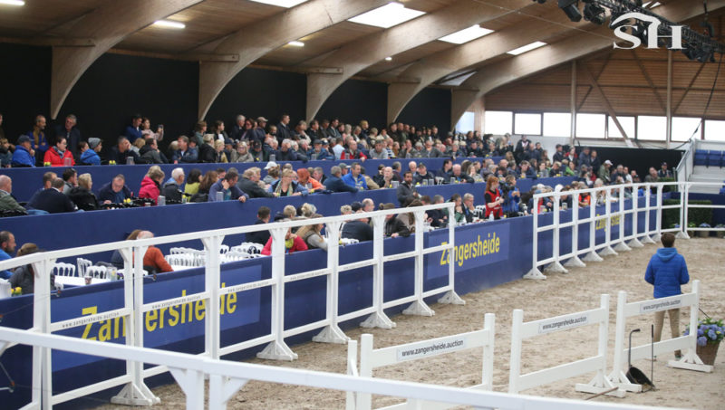 127 candidats étalons pour Zangersheide