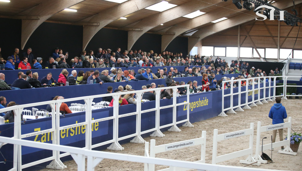 127 candidats étalons pour Zangersheide
