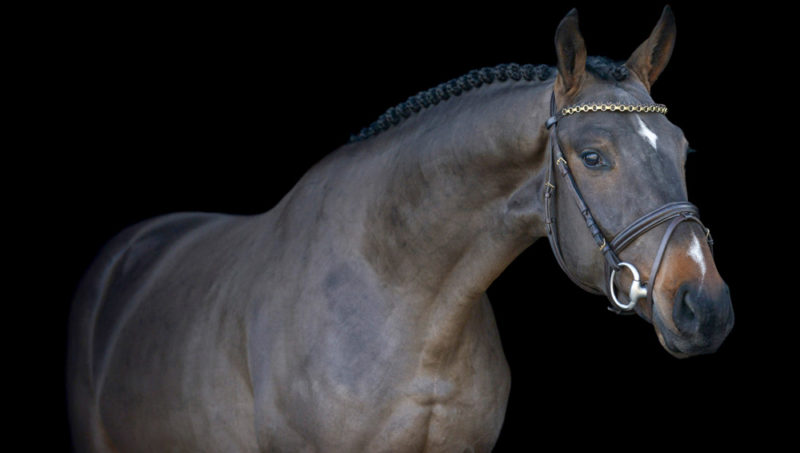 35 nouveaux étalons admis au Z