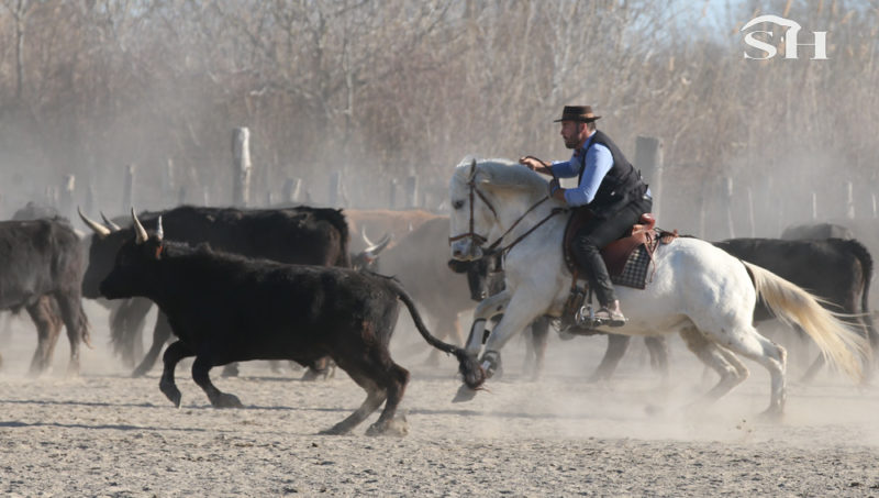 Camagri 2023, à la découverte du trophée Crins Blancs