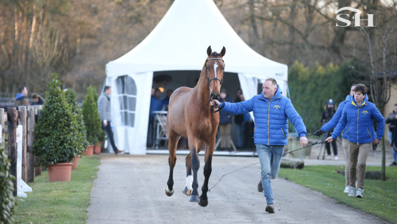 Expertise d’étalons à Zangersheide