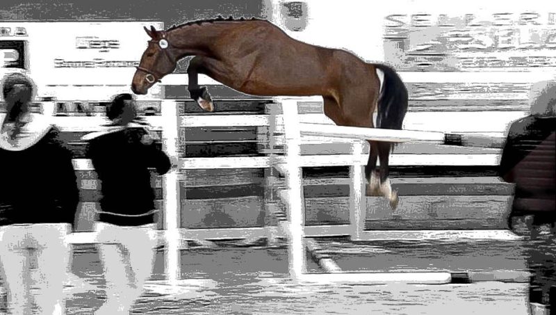 Panama du Haut Roy et United Girl d’Insegotte reines de Loncin