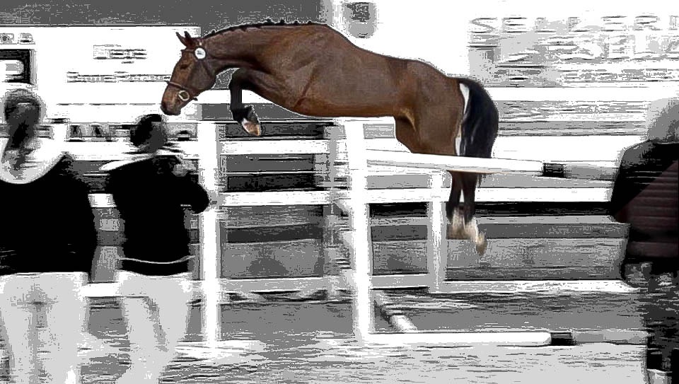 Panama du Haut Roy et United Girl d'Insegotte reines de Loncin