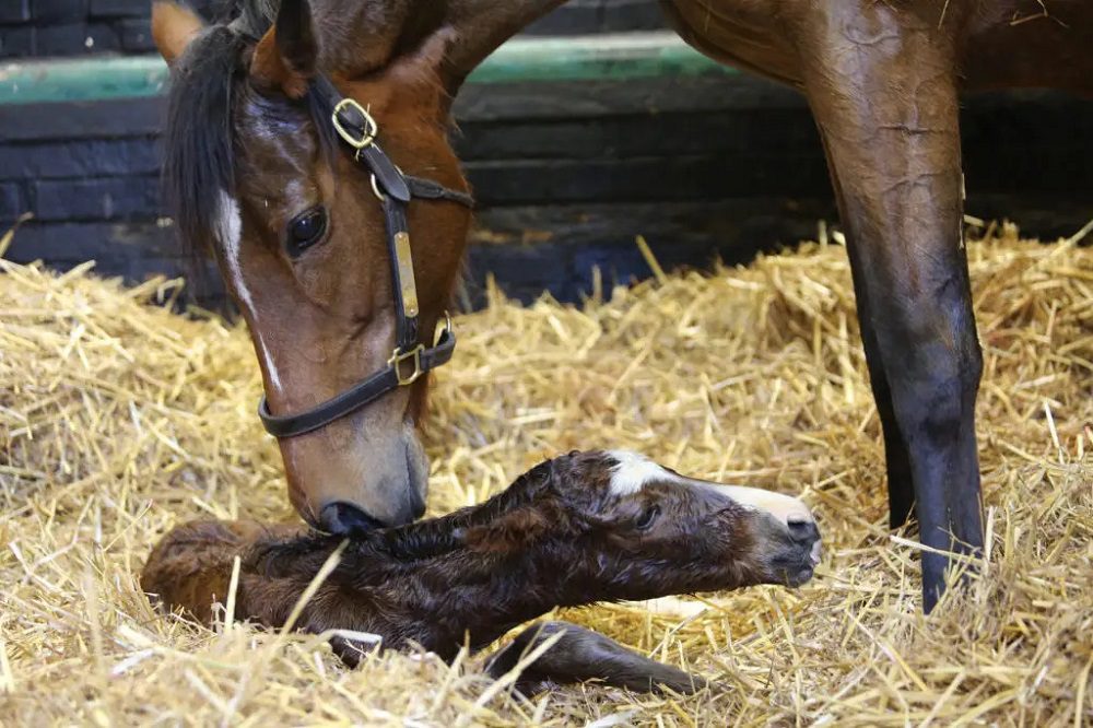 Enable est maman !