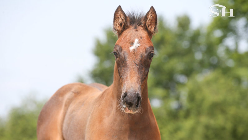 Le Swedish Warmblood n’inscrira bientôt plus de poulain issu d’ICSI.