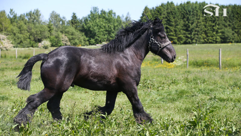 Le pré d’Awee une passion exponentielle