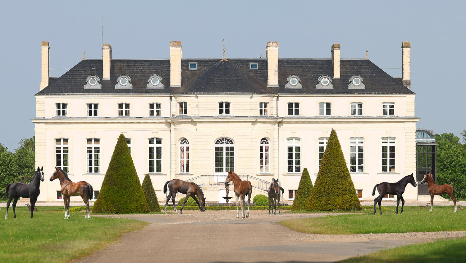 Haras de Hus Online Auction