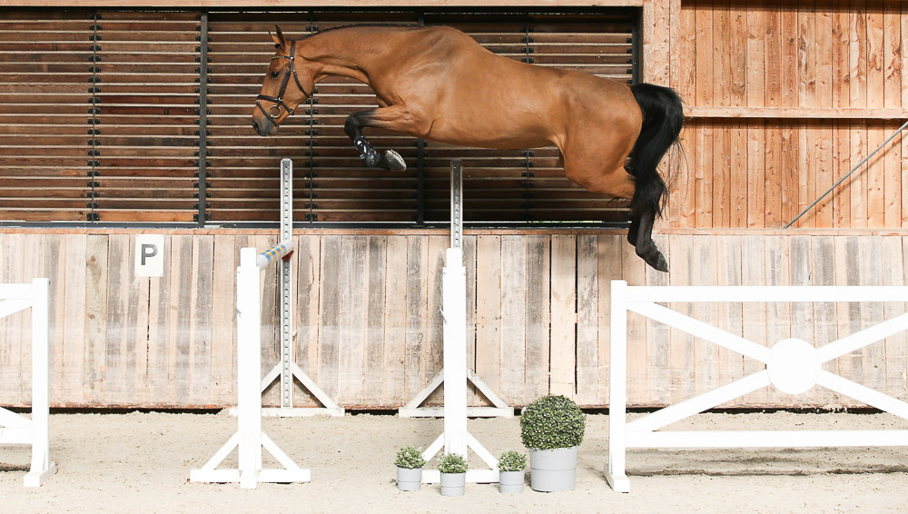 Élevage de Will Auction