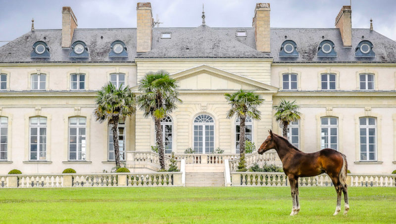 Haras de Hus Online Auction, des embryons médaillés d’or!