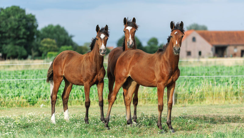 Trois clones de Contara, l’avenir en Chacco Blue