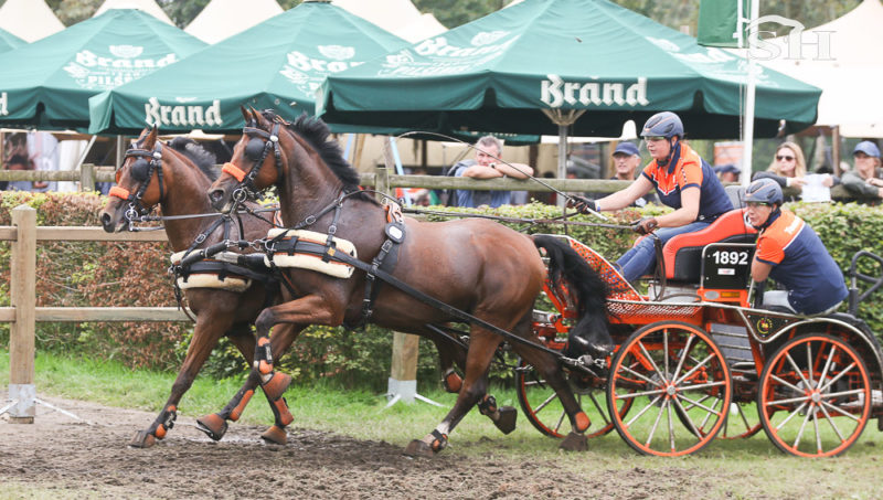Rodinde Rutjens, triple championne du monde d’attelage poney en paire à 26 ans