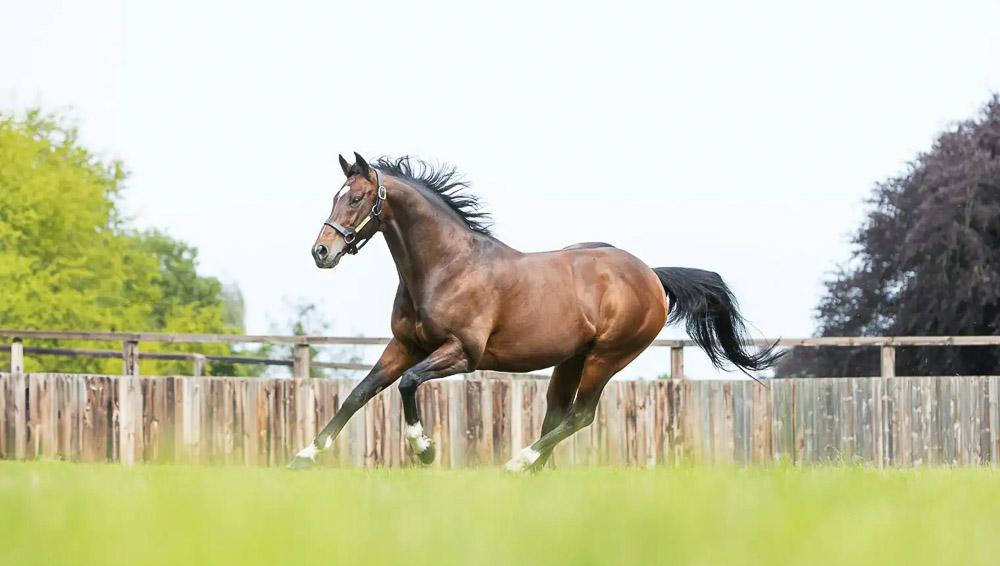 400000 euros la saillie de Frankel