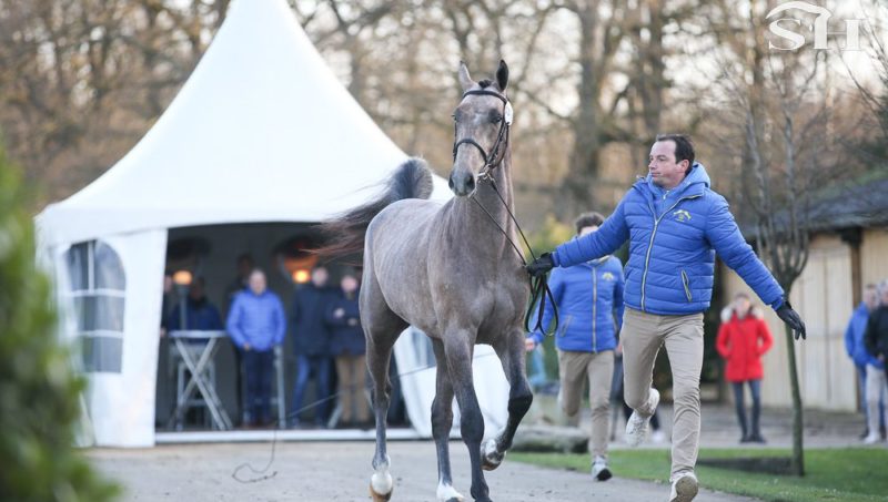28 nouveaux étalons à Zangersheide.