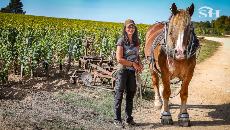 Le cheval de trait au service du Grand Cru Classé Smith Haut Lafitte.