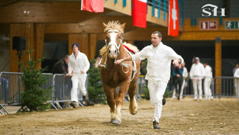 National du cheval de trait ardennais à Libramont