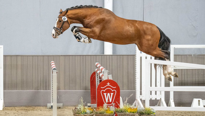 Un fils de Bella Donna champion de la Westphalie !