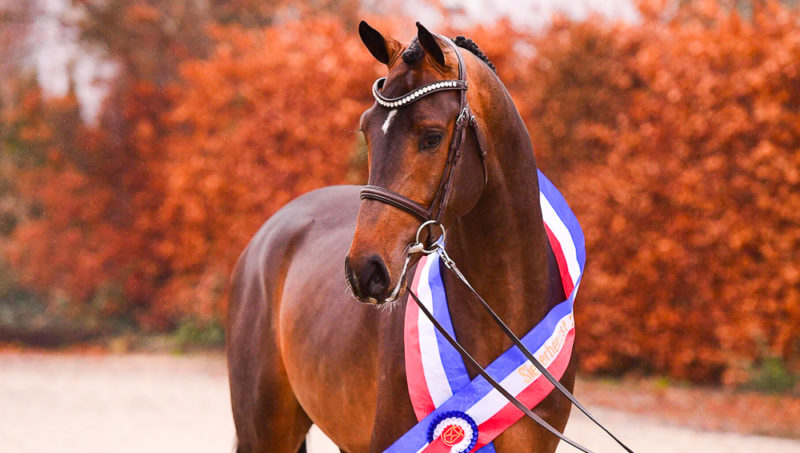 Corassini, champion du holstein 2023