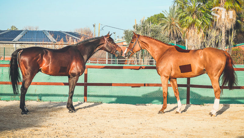 Jérôme Guéry pour réécrire la légende de Romulus et Rémus