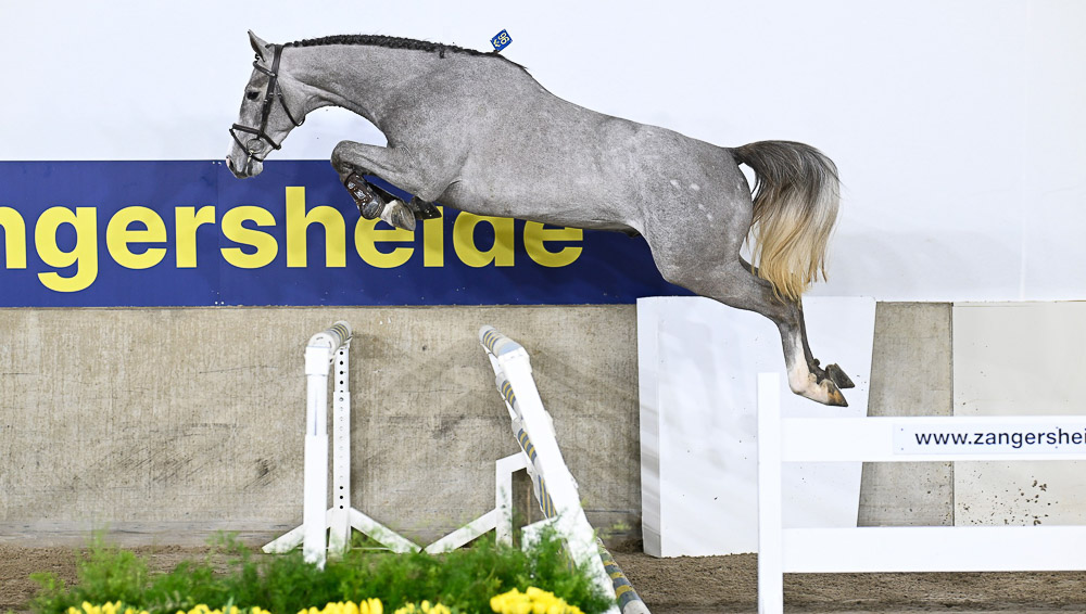 36 nouveaux étalons à Zangersheide