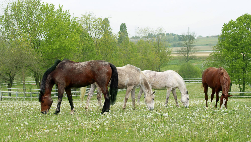 Un nouveau chapitre pour Mares of Macha