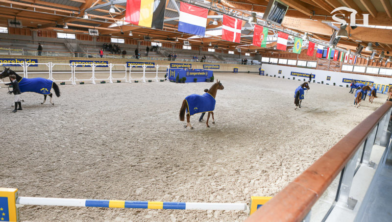 47 candidats à Deauville pour Zangersheide
