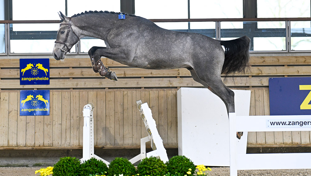 14 nouveaux étalons approuvés Z à Deauville