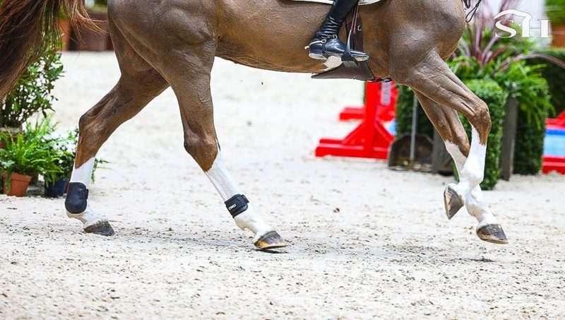 La France interdit les protèges boulets aux jeunes chevaux !