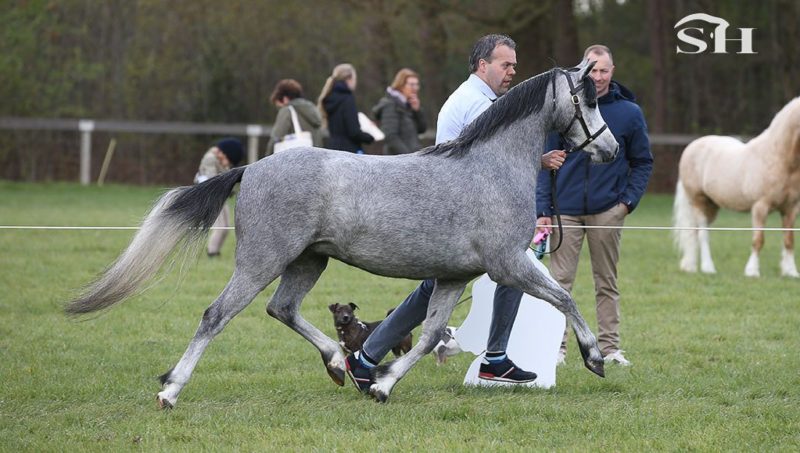 Hoekhorst Rose-Of-Sharon, Star à Heusden Zolder !