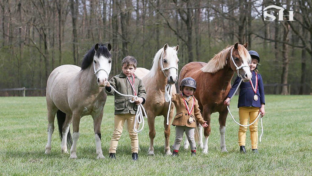 L’élevage 100% Kool à l’international Spring Show Welsh Belgium.