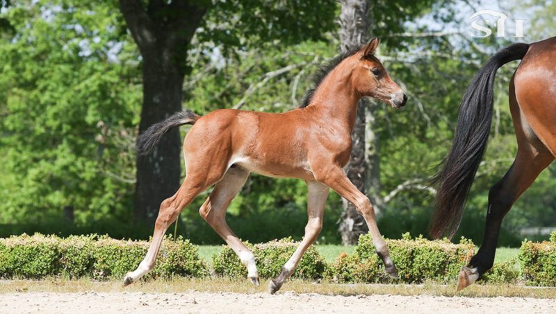 Joli succès pour la vente en ligne du Haras de Hus