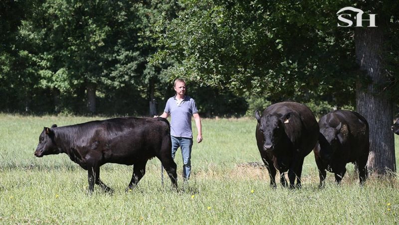 La génétique : du cheval de sport aux Angus !