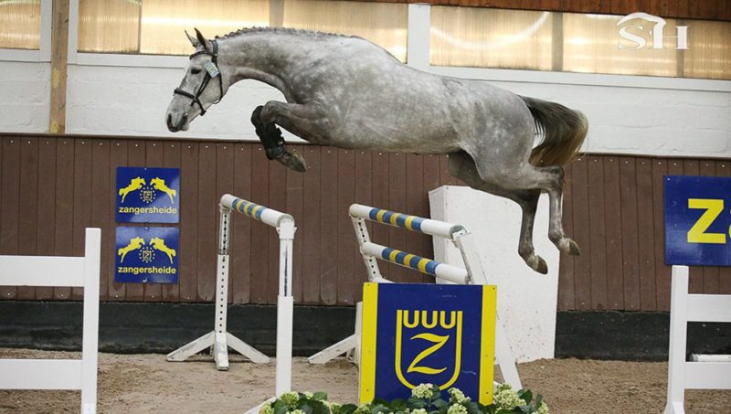 Zangersheide lance des nocturnes de saut en liberté.