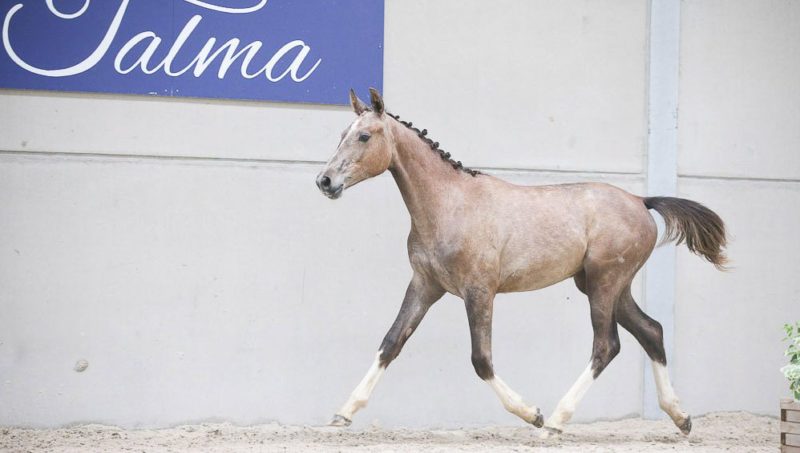 Reggae de Talma, reine de la Talma Auction 2022