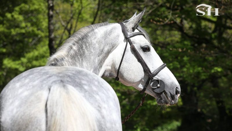 Ehning Flamingo, le grand espoir de Cavalex