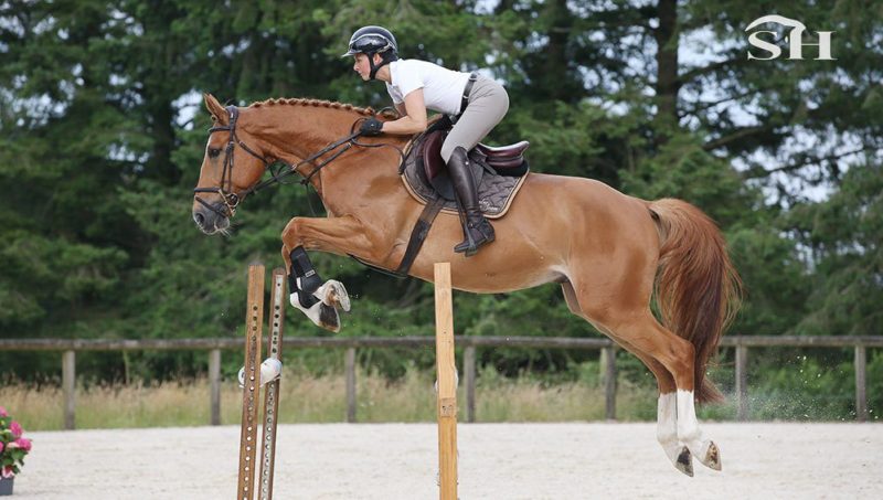 Cavalex Auction, un succès international !