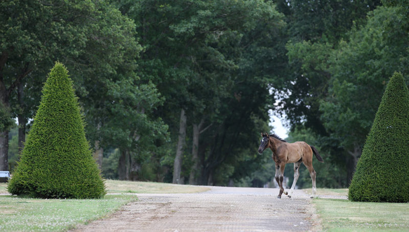 Hus Online Auction : du 27 au 29 août !