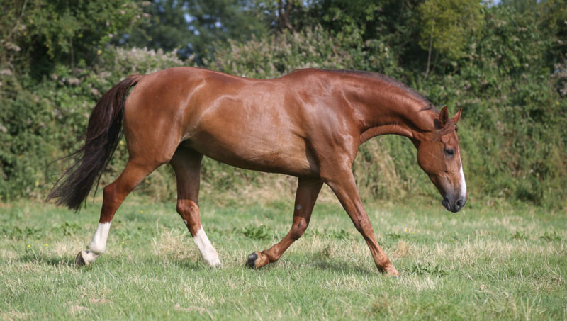 D Ick Auction : Record mondial pour un embryon d Electra van t Roosakker.