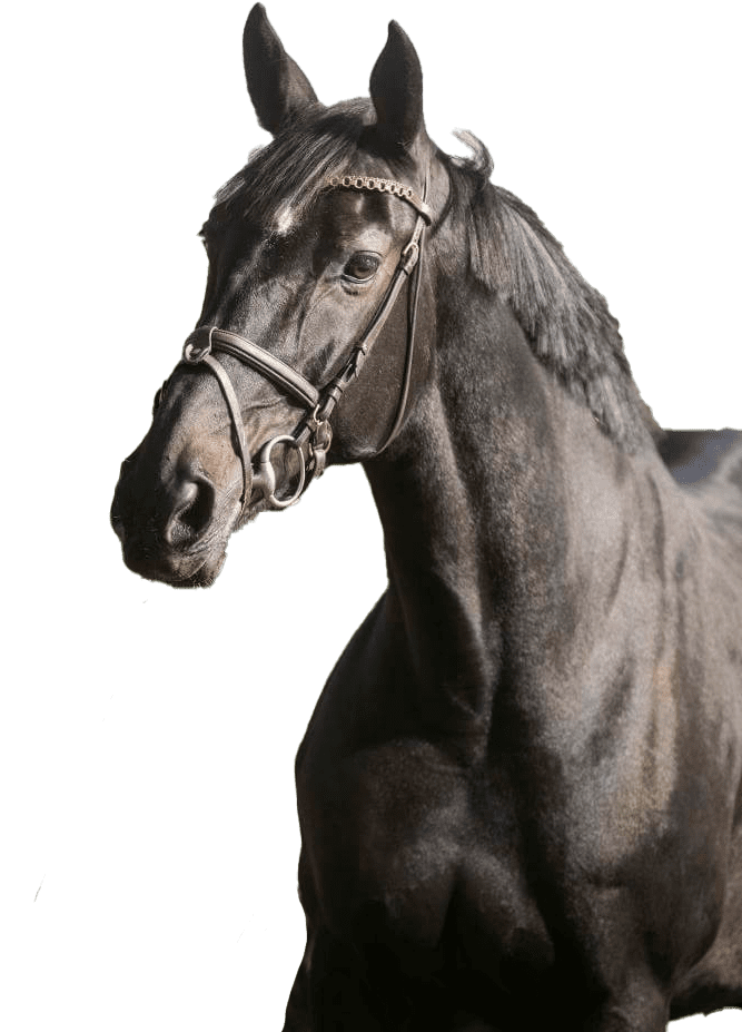 Oh d’Eole — SoHorse