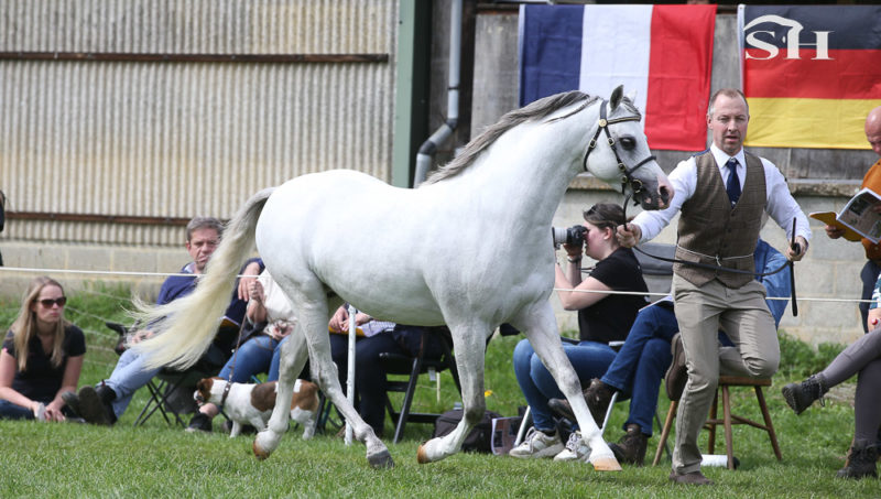 Stougjeshoeve Extreme, un dernier cadeau d’Esmeralda