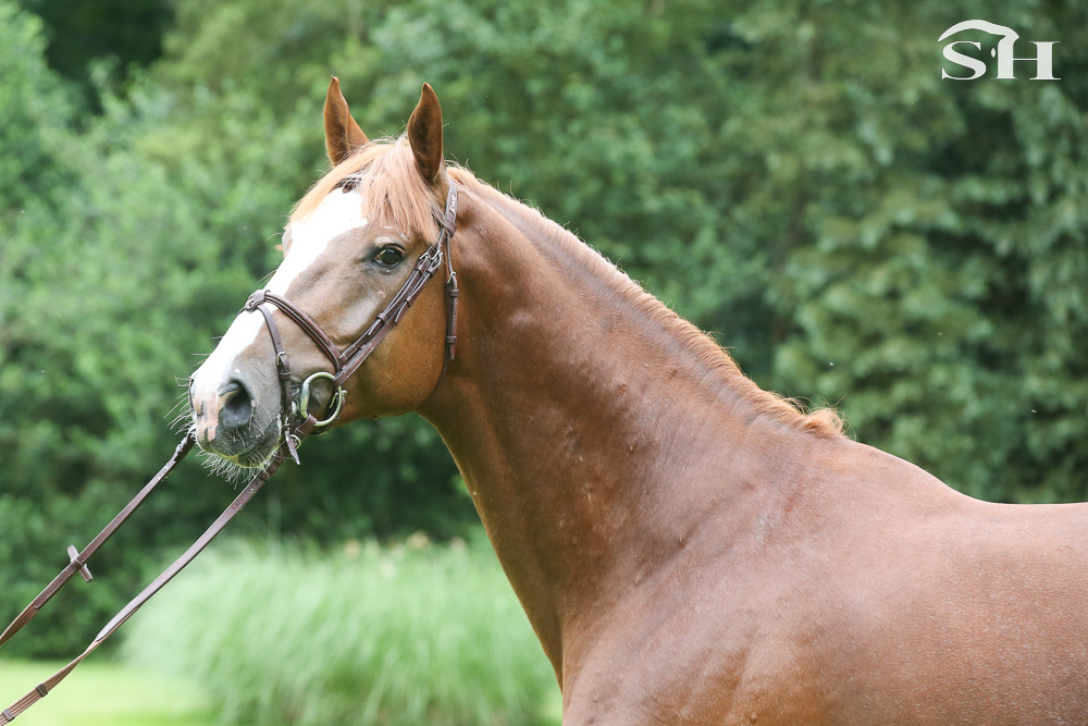 Nixon van't Meulenhof