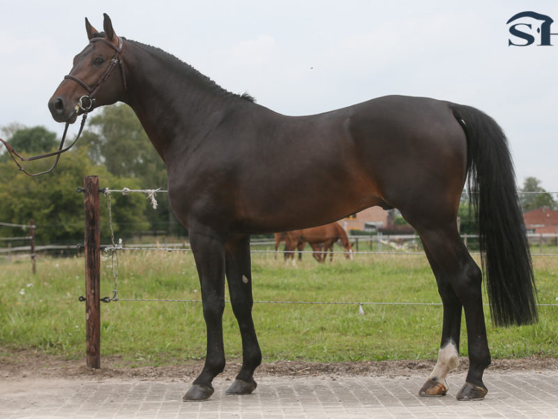 Pegase van’t Ruytershof