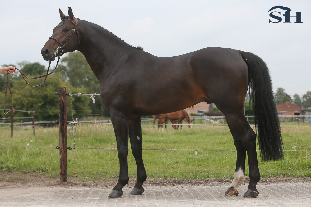 Pegase van't Ruytershof