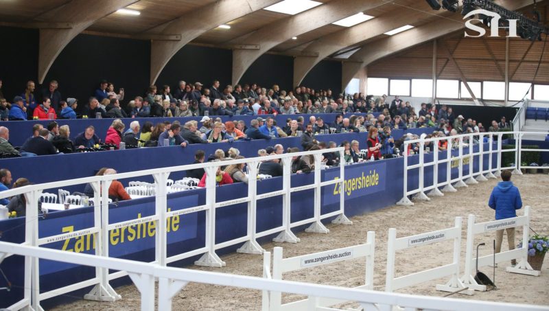 Z Festival, un nouveau départ !