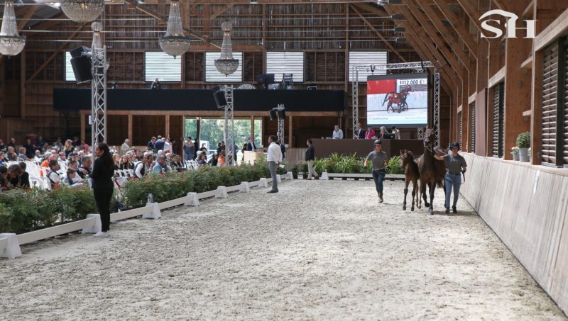 Haras de Hus, la vente finale !