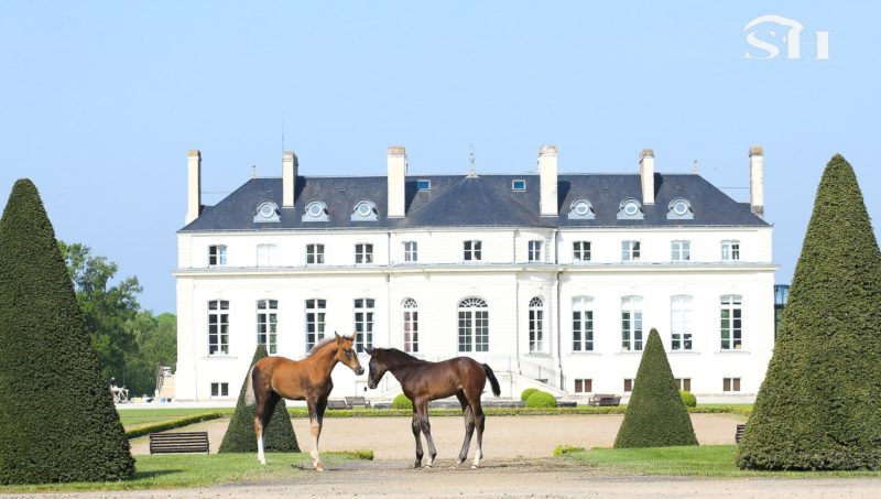 Haras de Hus, vente totale du cheptel le 11 juin !