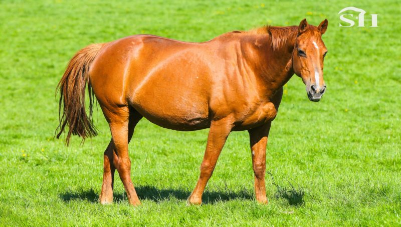 Disparition de Prima Donna van’t Paradijs