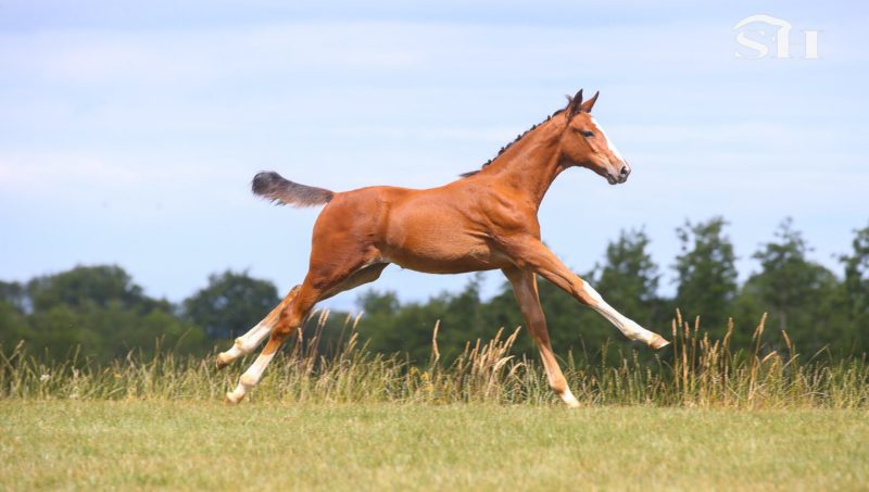 Haras D’Ick Auction, une vente exclusive et exceptionnelle.