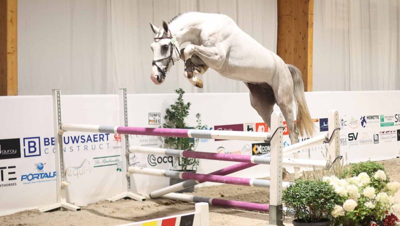 Crack des Achelles Z rejoint BD Horse