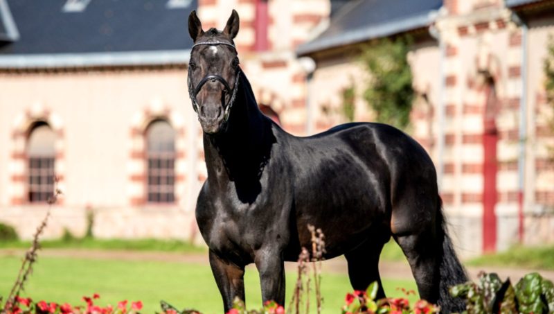 Contendro I est parti