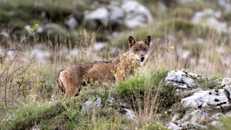Un poulain tué par un loup, la triste réalité de cet automne à Houffalize.